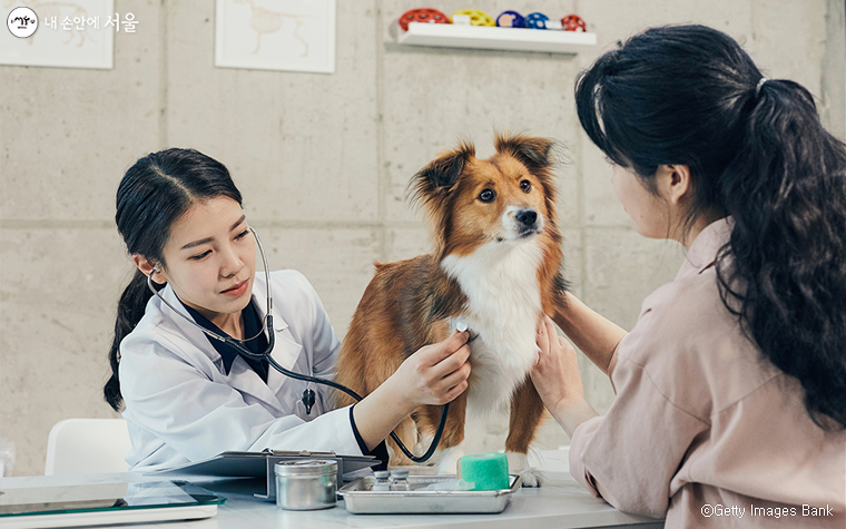 서울시가 반려동물과 함께 사는 취약계층을 지원하는 ‘우리동네 동물병원’ 사업을 시작한다. 