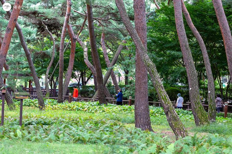 소나무 숲길 사이로 산책로가 잘 조성되어 있어 솔밭길을 따라 힐링 산책을 즐길 수 있다 ⓒ문청야