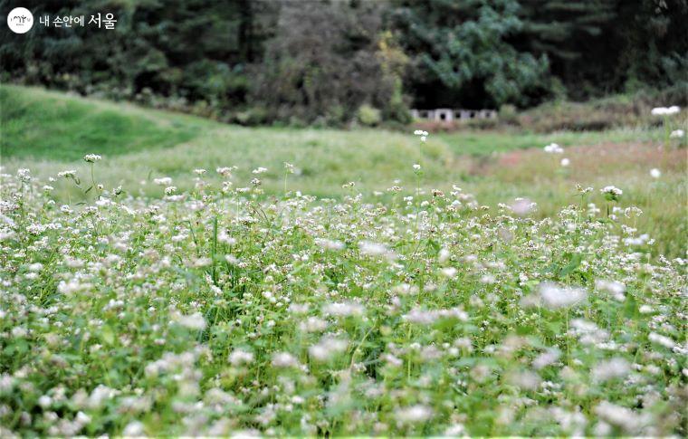 서울대공원 야구장 부근 ‘홈런 가든’에는 메밀꽃밭이 조성되어 가을 정취가 느껴진다