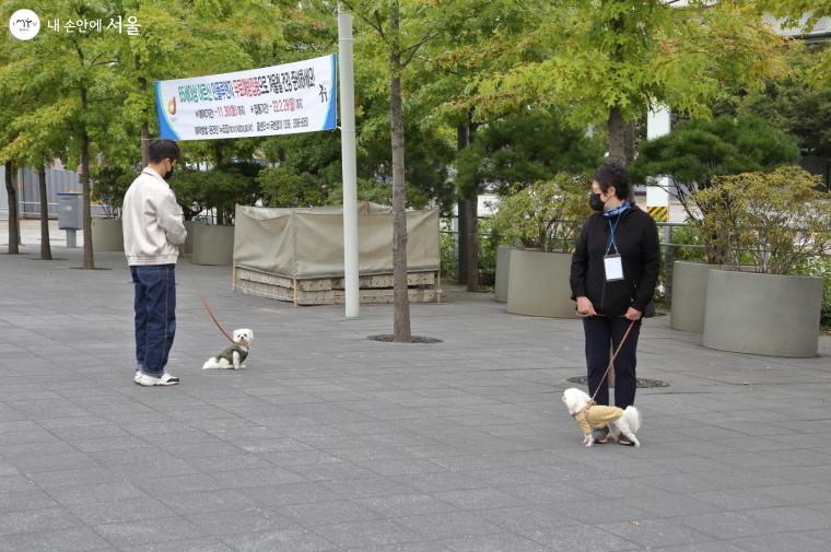 강아지들이 서울로7017 산책을 준비하고 있다.