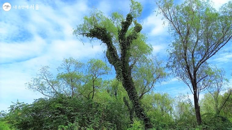 고덕수변생태공원의 단풍나무·은행나무·버드나무 산책길 