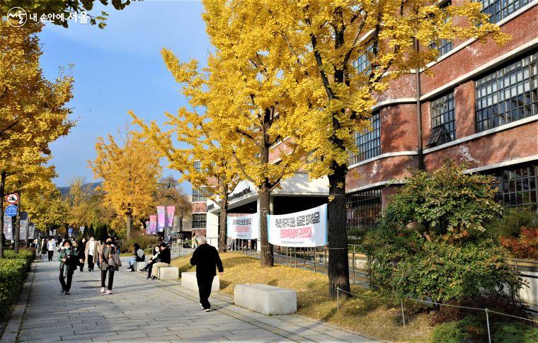국립현대미술관 서울관 앞에도 은행나무가 노랗게 물들어 가을 정취를 더해 준다. ⓒ조수봉