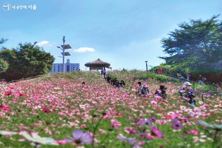 들꽃마루의 중간 언덕을 기준으로 수레국화와 코스모스가 피어 있다 ⓒ김명희