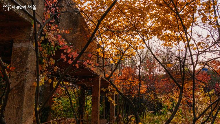 약품침전지를 재활용하여 꾸민 시간의 정원에 우거진 각종 나무와 넝쿨이 멋지게 가을을 이야기하고 있다 ⓒ오세훈