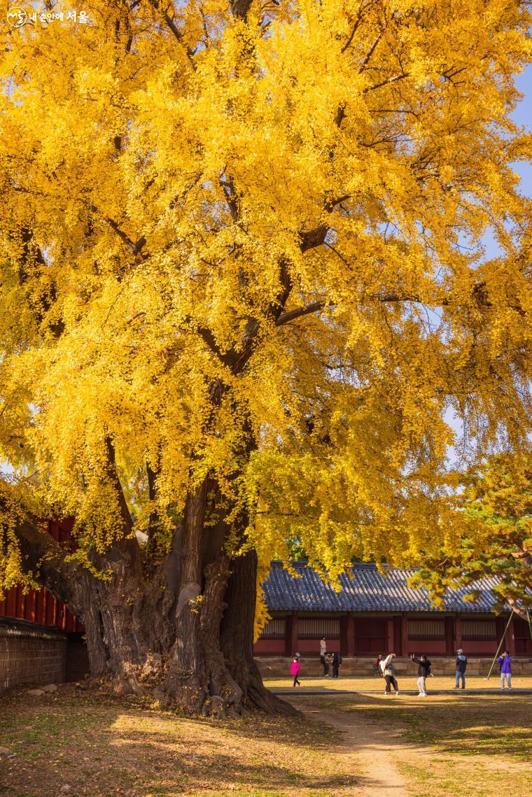 삼문 동쪽에 있는 은행나무. 서쪽의 은행나무보다 더 크다. 지난 5년간 지켜본 바에 의하면 이 은행나무가 더 먼저 단풍 절정을 맞는다 ⓒ양인억