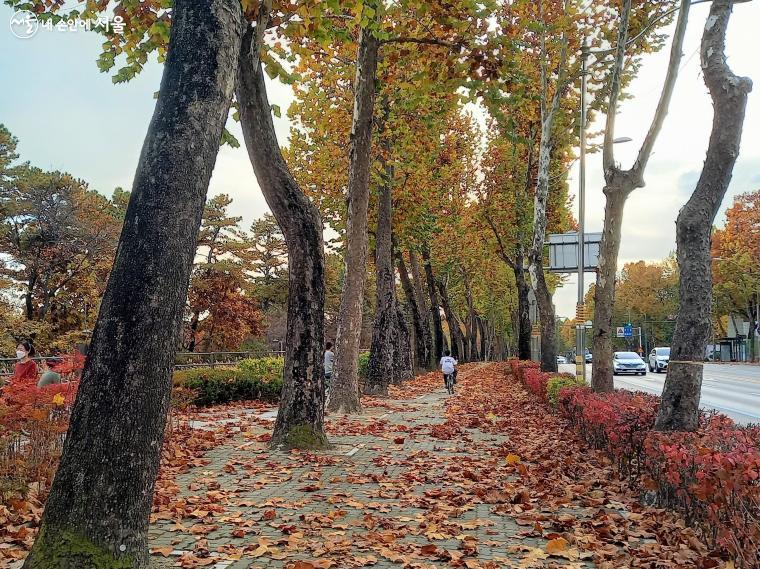 화랑로 낙엽거리에 있는 '경춘선숲길' 진입로 ⓒ이봉덕