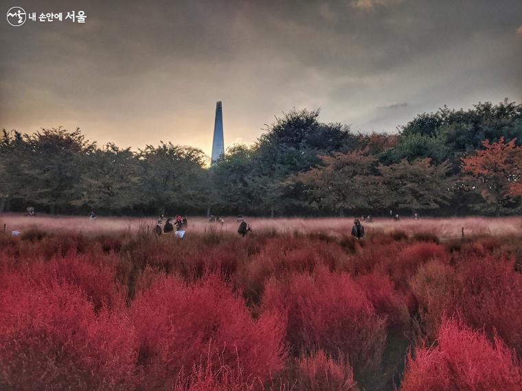 시민들에게 핫한 인기를 누리는 야생화 학습장에 짙은 붉은색으로 물든 댑싸리가 가득하다 ⓒ김명희