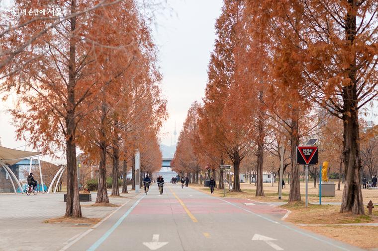 초겨울 뚝섬한강공원 가로수길이 운치 있다 ⓒ문청야