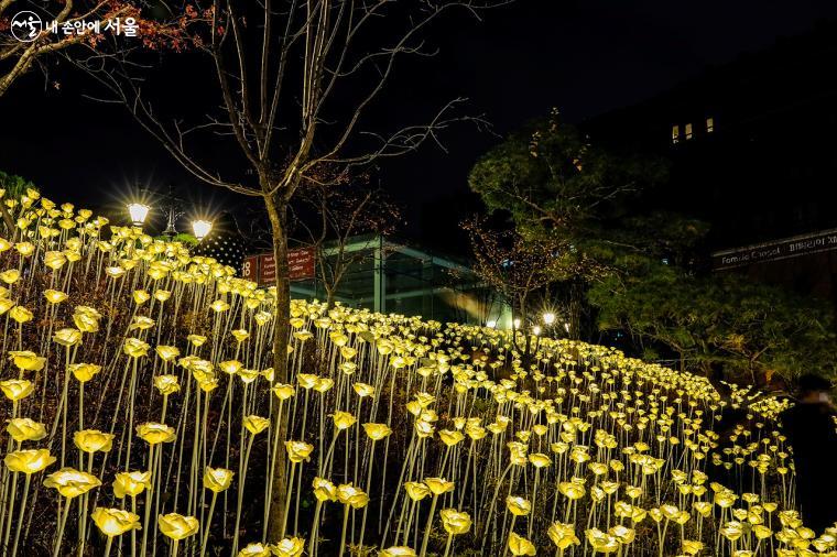 명동대성당 입구를 장식하고 있는 LED 장미꽃 정원. 