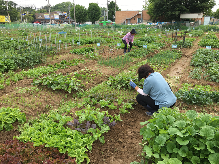 오는 4월 서울시는 도시농부가 되어 건강한 먹거리를 수확할 수 있는 ‘친환경농장’을 개장한다.