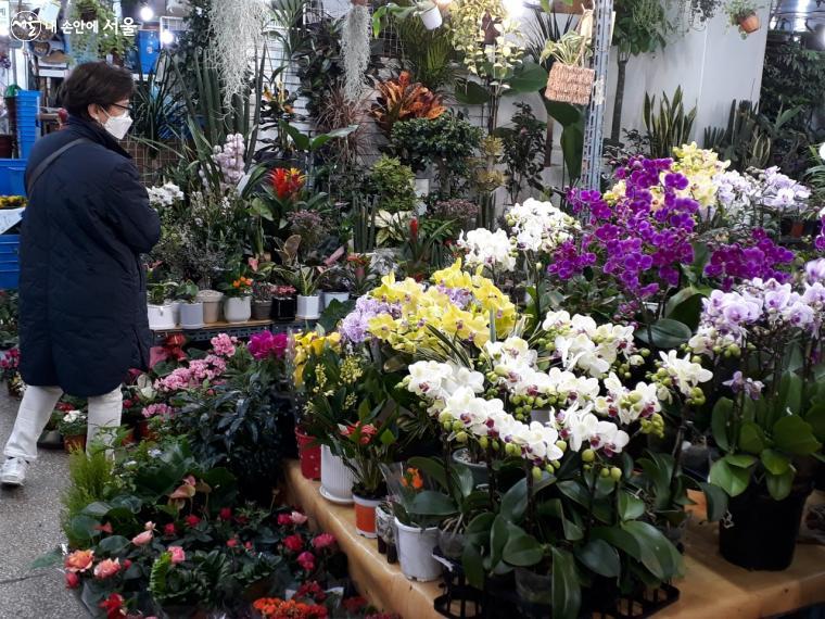 남대문꽃시장에 오면 봄의 시작을 만날 수 있다.