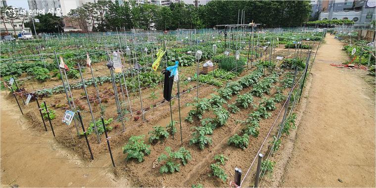 강동구 암사동에 조성된 도시텃밭 풍경  ⓒ강동구 도시농업포털