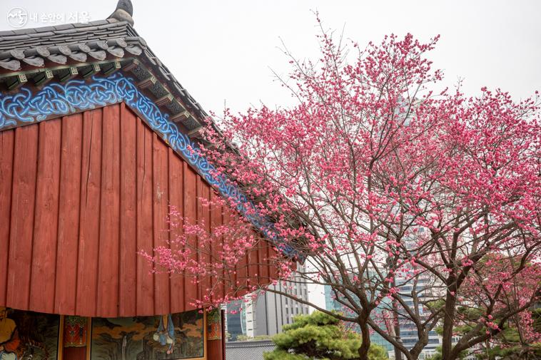 봉은사 영각 홍매화가  사찰의 색깔과 잘 어을린다.