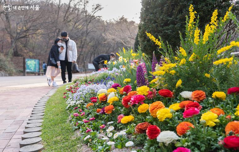 화단 맨 앞에 보이는 빨강, 노랑, 주황, 흰색 등 다양한 색상을 가진 꽃은 '라넌큘러스', 그 뒤로 보이는 노란 꽃이 달린 키가 큰 식물이 '애니시다' 