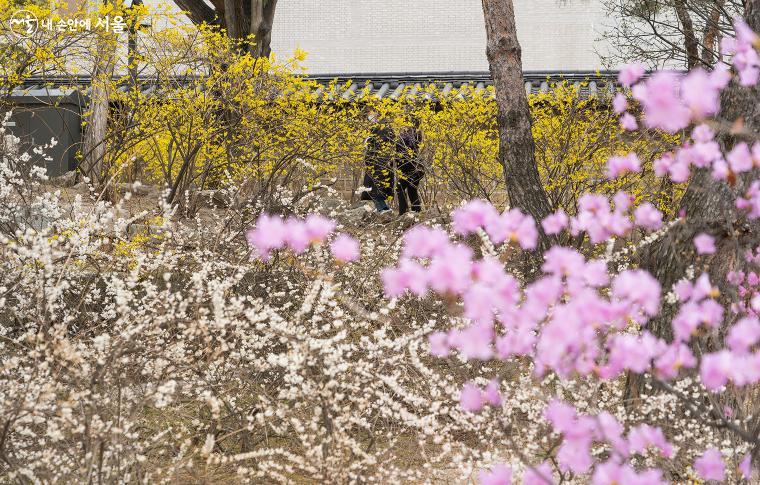 개나리, 진달래와 함께 하얀 꽃을 피운 미선나무가 한데 섞여 아름답게 조화를 이룬다. 정관헌(靜觀軒) 옆 꽃밭.