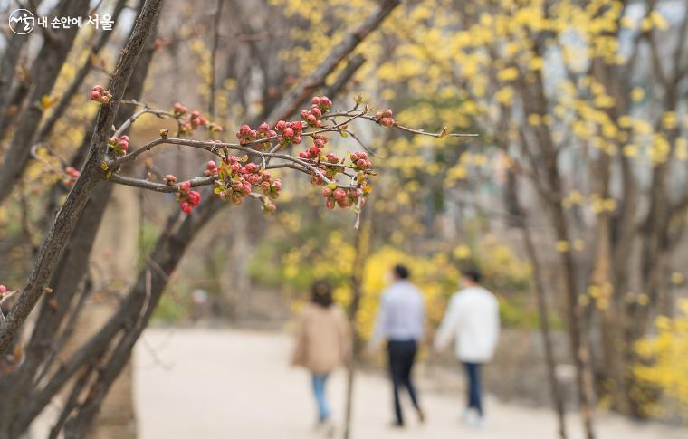 "이제 곧 피어요!" 살구나무에 달린 분홍 꽃봉오리가 곧 꽃을 피울 듯 보인다.