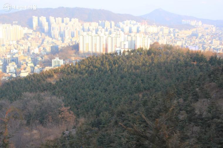 피톤치드 발산량이 가장 많은 서울 속 편백숲 ©엄윤주