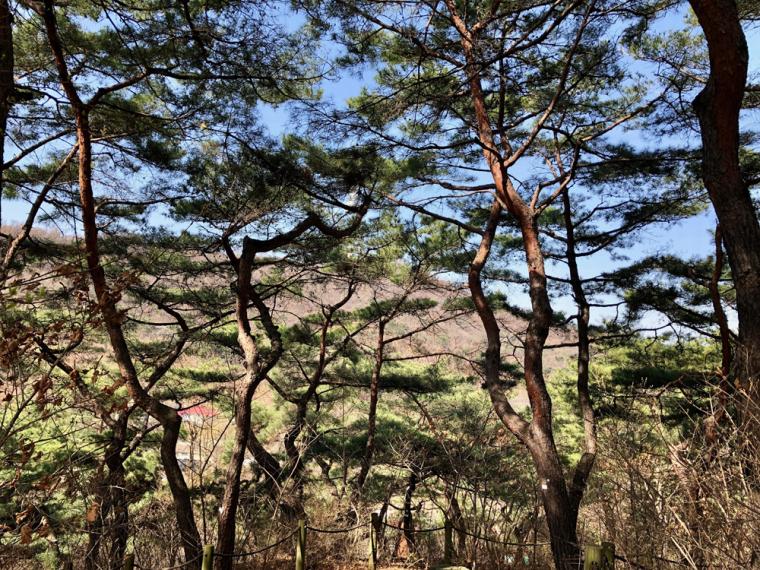 남산 소나무 힐링숲에서 열린 '솔바람 오감 힐링여행' 프로그램에 참여했다.