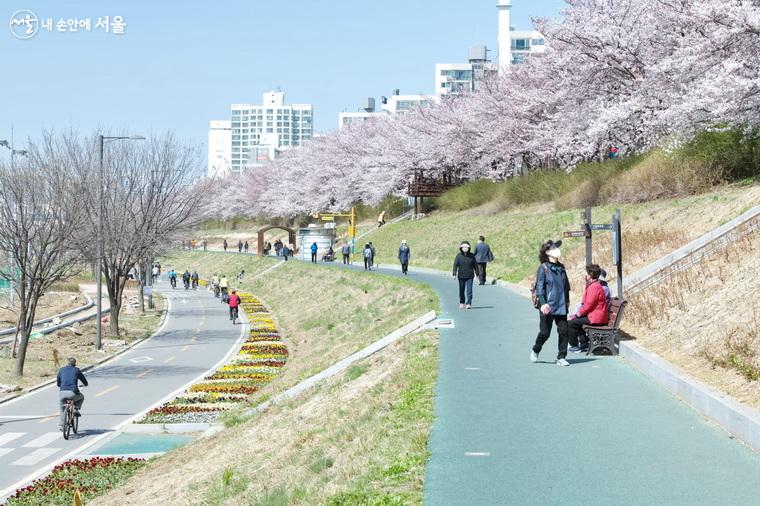 안양천변 시민 산책로 방향의 벚꽃 풍경 ⓒ차석철