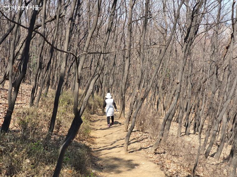 5월이 되면 우장산 쪽동백 군락지에 하얀 꽃들이 조롱조롱 피어난다. ⓒ방금숙