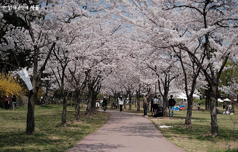 벚꽃이 쏟아질것만 같은 용산가족공원 산책로 ⓒ김아름