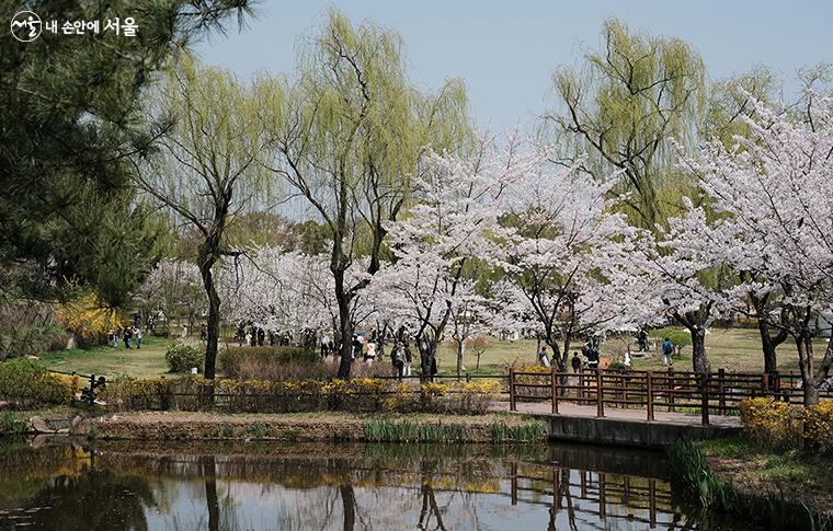 화사한 봄꽃들로 더욱 생동감 넘치는 용산가족공원 ⓒ김아름