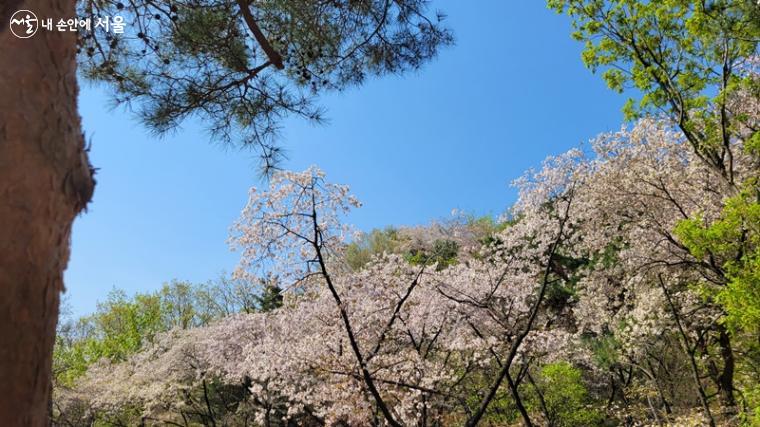 새로 개방한 북악산 남측 탐방로 주변에 만개한 벚꽃 풍경, 봄이 한창이다