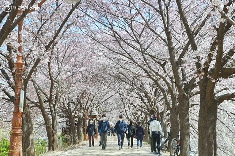 오목교에서 신정교로 향하는 벚꽃 터널길 ⓒ차석철