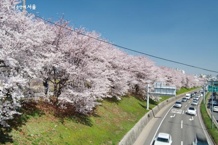 서부간선도로 방향의 벚꽃 풍경 ⓒ차석철