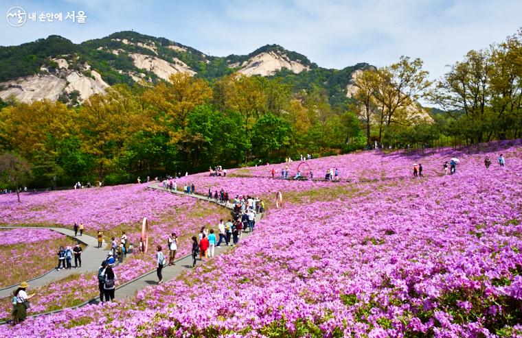 10만 주의 분홍빛 철쭉이 수려한 불암산의 경관과 어울려 방문객의 감탄을 자아내다 ⓒ이정규