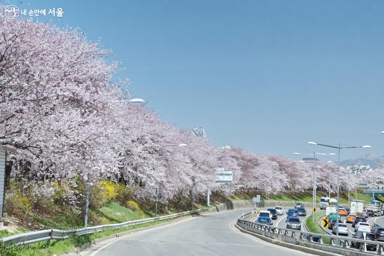 서부간선도로 쪽에서 바라본 둑방 위 벚꽃길 ⓒ차석철