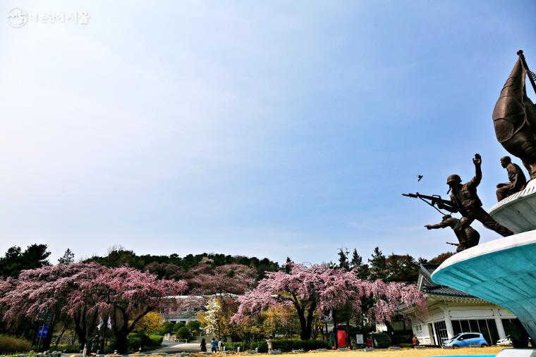 이런 수양벚꽃은 처음이야! 국립서울현충원의 봄풍경 | 서울시 - 내 손안에 서울