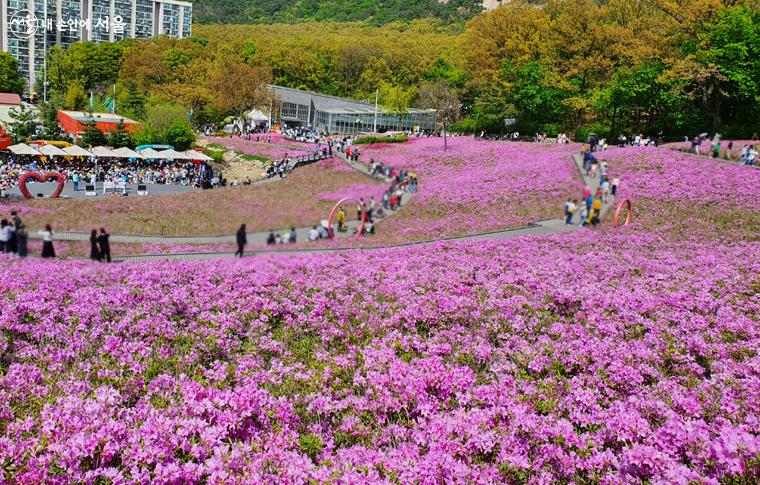 눈앞에 펼쳐진 철쭉동산의 분홍빛 꽃물결 ⓒ김미선