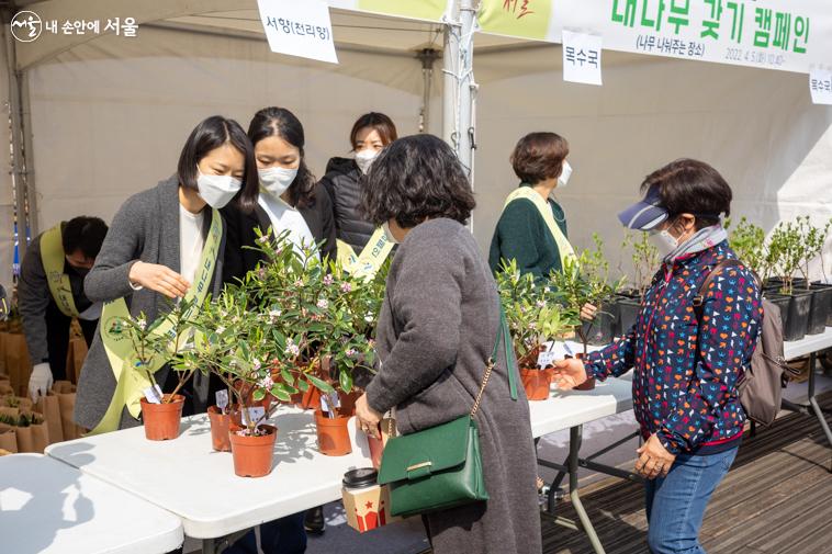 1인 1그루 분양되며, 목수국 / 서향 중 하나를 골라서 가져가면 된다