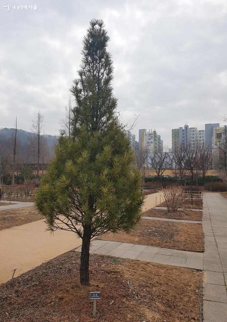 잎 뒷면이 황백색을 띤다고 해 '금송'이란 이름이 붙었다.