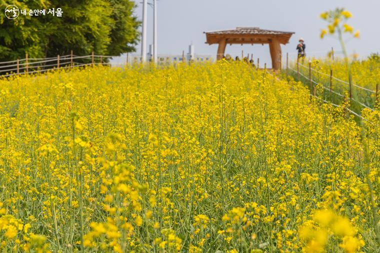 올림픽공원 들꽃마루에 핀 유채꽃이 황금물결처럼 펼쳐져 있다