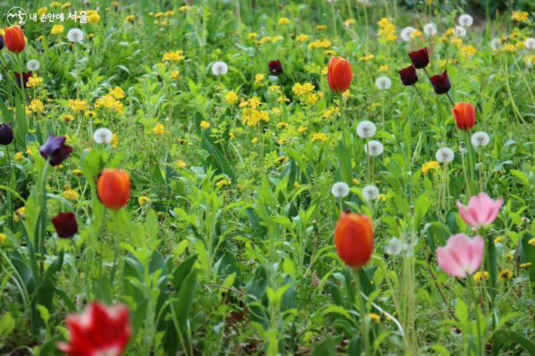 도심과 자연이 완벽하게 조화를 이루고 있는 서울숲의 꽃밭 ⓒ정향선