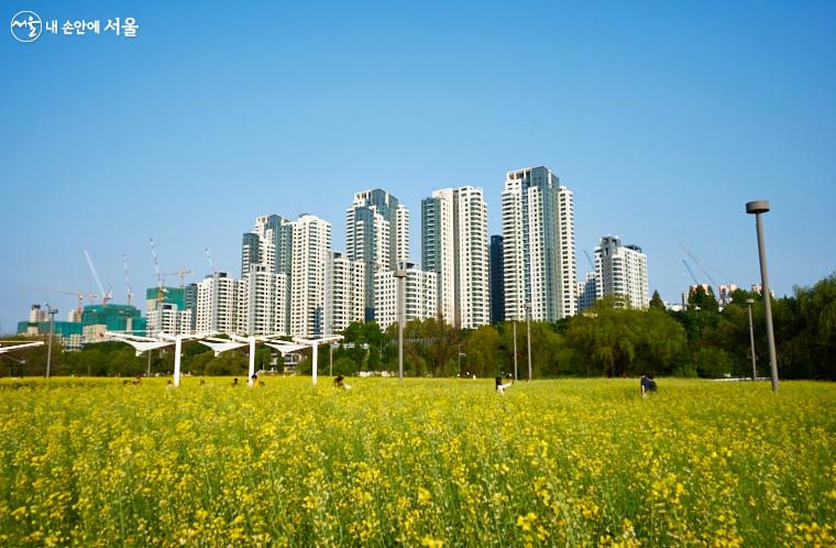 서래섬의 활짝 핀 노란 유채꽃밭이 도시의 고층 빌딩숲과 대조를 이룬다 ⓒ이정규