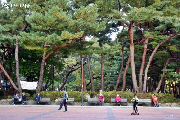 불그스름한 수피의 장대한 소나무 ⓒ김종성 