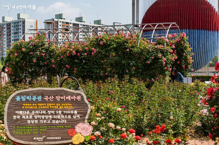 국내 품종 장미로 테마원을 꾸며 놓은 올림픽공원 장미광장