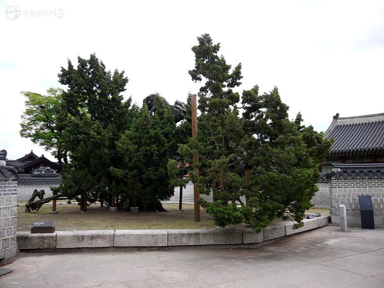 규장각 뒤쪽의 천연기념물 제194호 향나무는 나이 750여 년에 이르는 궁궐의 터줏대감이다. ⓒ최윤영