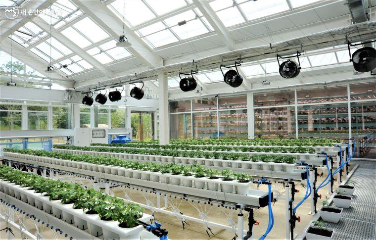 스마트팜 센터의 버티컬팜은 지붕과 창문에 차양 막을 설치해 채광량 등을 조정하며 식물을 재배한다. ⓒ조수봉
