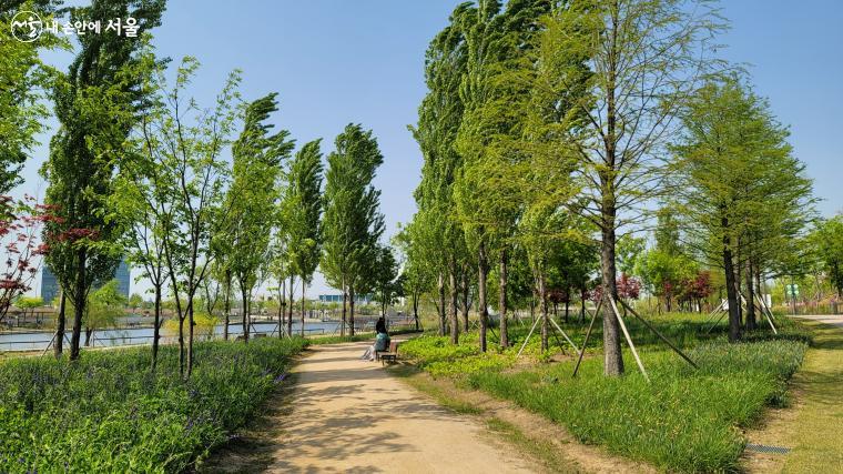 싱그런 포플러 나무가 보이는 호수원의 주변 ©이유빈
