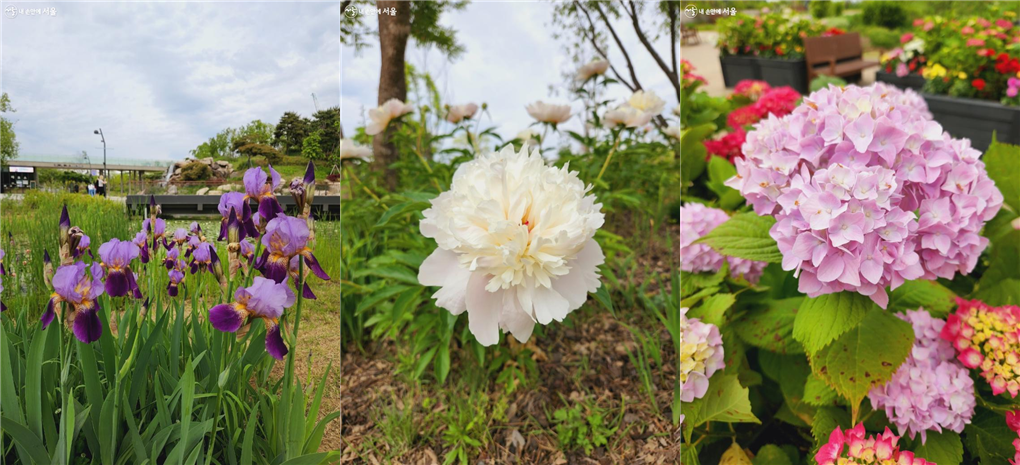 (왼쪽부터)독일 붓꽃 베스트 벳, 가데니아 작약, 야외 정원의 수국 ⓒ서지현