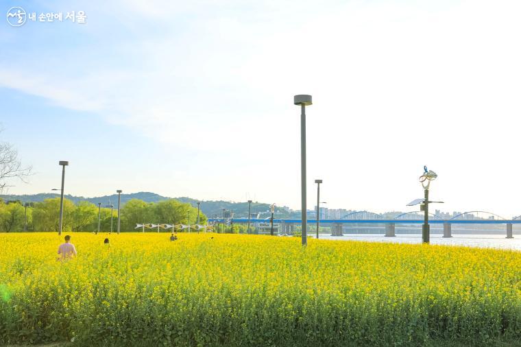 서래섬은 서울의 대표적인 유채꽃 명소로 오랜 시간 사랑받고 있는 장소다. ⓒ박우영 