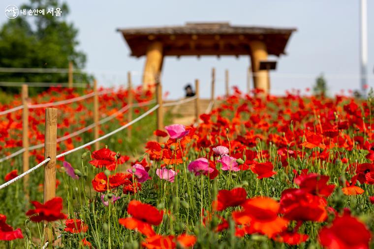 올림픽공원 들꽃마루에 빨간 양귀비꽃이 붉은 물결을 이루고 있고, 언덕 꼭대기에는 쉴 수 있는 원두막도 있다. ⓒ문청야