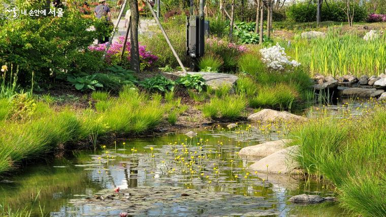 정원 연못에 노랗게 꽃 피운 어리연 ©이유빈 