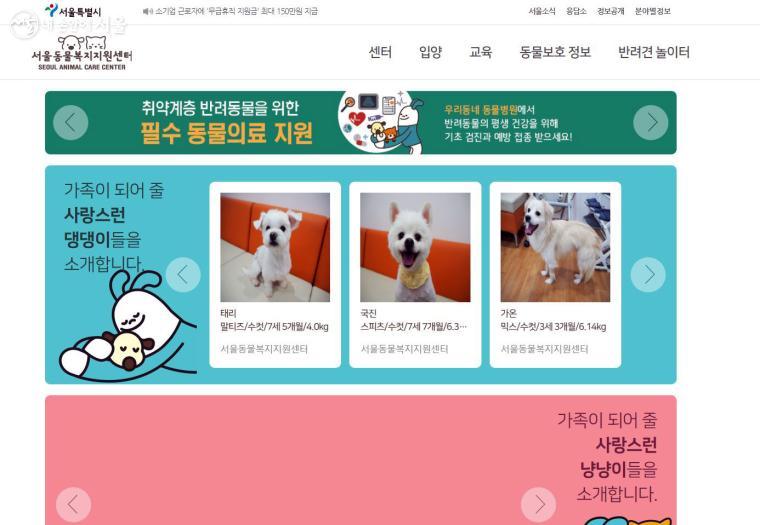 입양을 원하면 서울동물복지지원센터 홈페이지에서 찾을 수 있다.