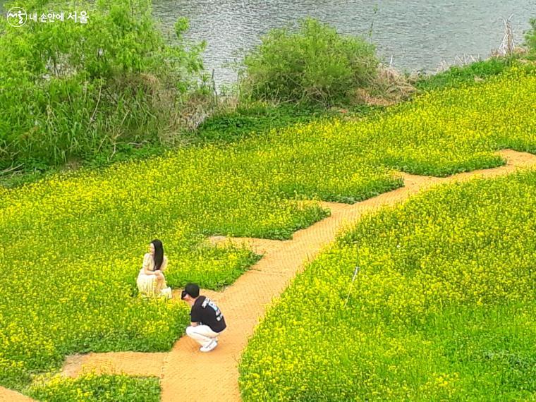 서울장미축제 장미터널과 연결되는 중랑천 유채꽃밭 