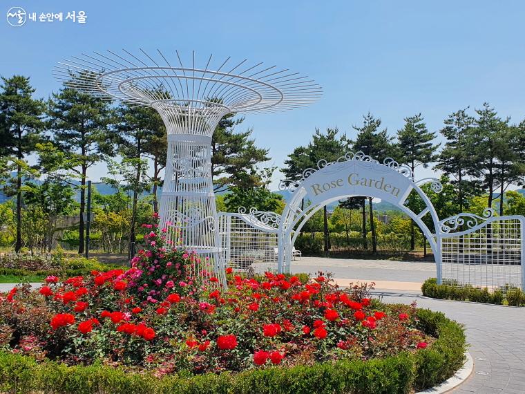 강남구 율현공원에 올해 첫 꽃망울을 터트린 화사한 장미원이 펼쳐지고 있다. ⓒ방금숙